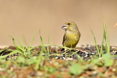 Yerde genel yeşil ispinoz profili (Chloris chloris)