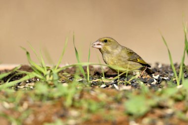 Yerde genel yeşil ispinoz profili (Chloris chloris)