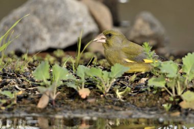 Gölette yaygın yeşil ispinoz (Chloris chloris))