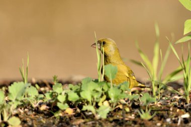 Yerde genel yeşil ispinoz profili (Chloris chloris)