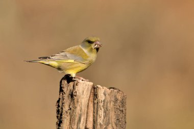 Bir dala tünemiş genel ispinoz (Chloris chloris)