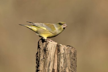 Bir dala tünemiş genel ispinoz (Chloris chloris)