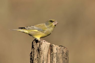 Bir dala tünemiş genel ispinoz (Chloris chloris)