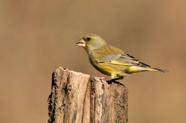 Bir dala tünemiş genel ispinoz (Chloris chloris)