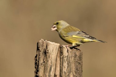 Bir dala tünemiş genel ispinoz (Chloris chloris)