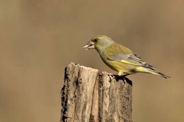 Bir dala tünemiş genel ispinoz (Chloris chloris)
