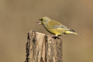 Bir dala tünemiş genel ispinoz (Chloris chloris)