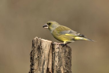 Bir dala tünemiş genel ispinoz (Chloris chloris)