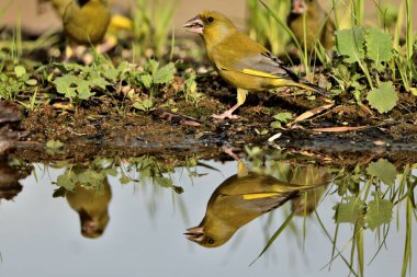 Gölette yaygın yeşil ispinoz (Chloris chloris))