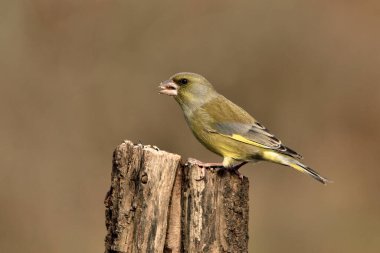 Bir dala tünemiş genel ispinoz (Chloris chloris)