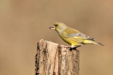 Bir dala tünemiş genel ispinoz (Chloris chloris)