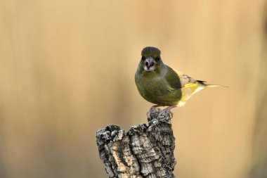 Bir dala tünemiş genel ispinoz (Chloris chloris)