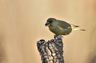 Bir dala tünemiş genel ispinoz (Chloris chloris)