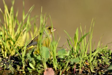 Yerde genel yeşil ispinoz profili (Chloris chloris)
