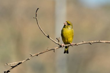 Bir dala tünemiş genel ispinoz (Chloris chloris)
