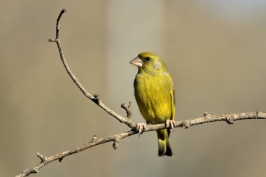 Bir dala tünemiş genel ispinoz (Chloris chloris)