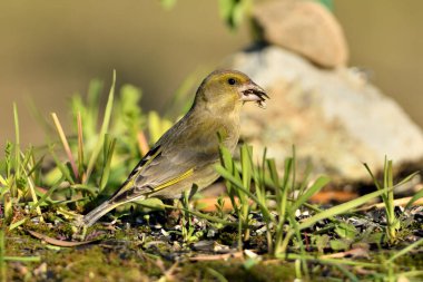 Yerde genel yeşil ispinoz profili (Chloris chloris)