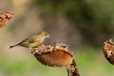 Bir ayçiçeğine tünemiş yaygın ispinoz (Chloris chloris)