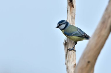 Great tit perched on a branch (Cyanistes caeruleus)