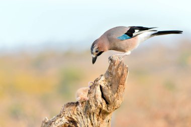 Avrasya kuşu kuru bir kütüğe tünedi (Garrulus glandarius)