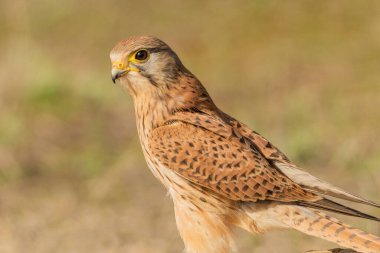 Düz priemin genel kerkenez portresi (Falco tinnunculus)