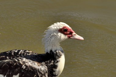 Parktaki Creole ördeği portresi (Cairina moschata)