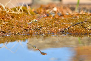 Yusufçuklar göletin kenarında çiftleşiyorlar.