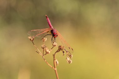 Kuru bir dalda yeşil arka planda kırmızı yusufçuk