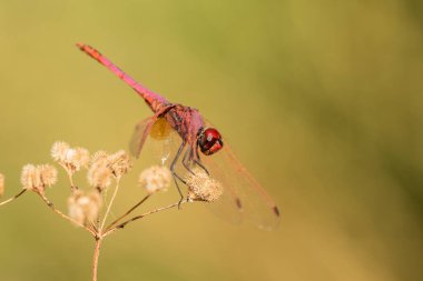 Kuru bir dalda yeşil arka planda kırmızı yusufçuk