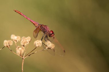 Kuru bir dalda yeşil arka planda kırmızı yusufçuk