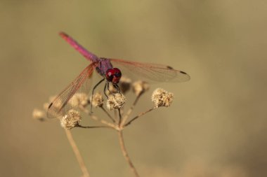 Kuru bir dalda yeşil arka planda kırmızı yusufçuk