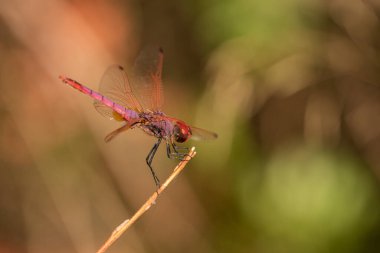 Kuru bir dalda yeşil arka planda kırmızı yusufçuk