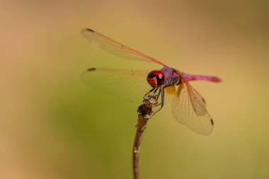 Kuru bir dalda yeşil arka planda kırmızı yusufçuk
