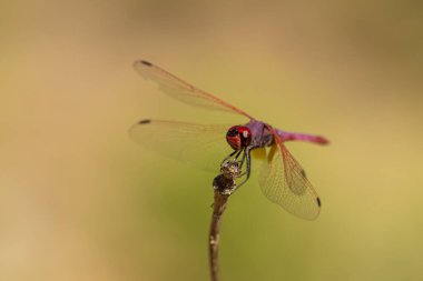 Yusufçuk bahçede bir dalda oturuyor.