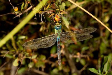Ormandaki yeşil çimlerde yusufçuk