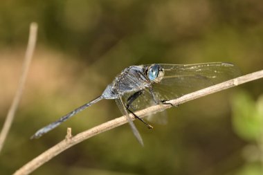 Sazlıktaki yusufçuk.