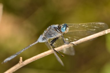 Sazlıktaki yusufçuk.