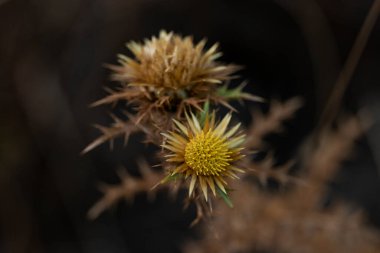 Bir çiçeğe yaklaş.