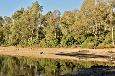 Yeşil ve güzel ağaçlardan oluşan göl ve orman