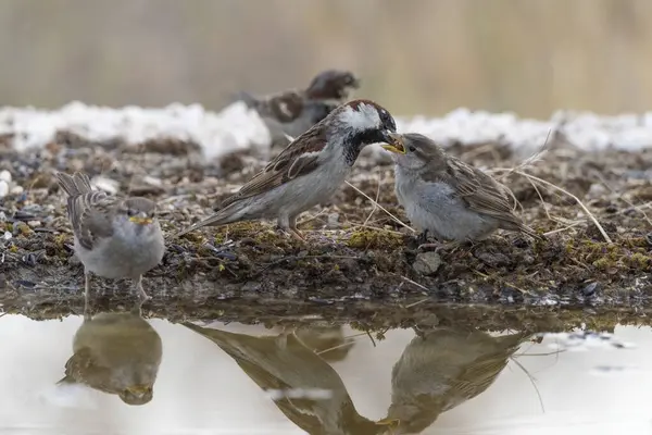 Havuzda babası tarafından beslenen genç dişi serçe (Passer domesticus)