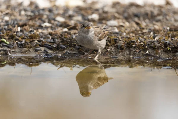 stock image Juvenile female sparrow in pond (Passer domesticus)