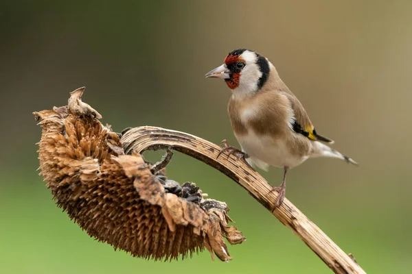 Saka kuşu bir ayçiçeğine tünemiş (Carduelis carduelis)