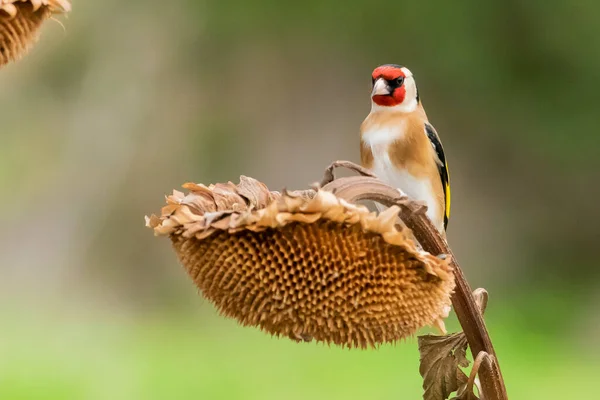 Saka kuşu bir ayçiçeğine tünemiş (Carduelis carduelis)