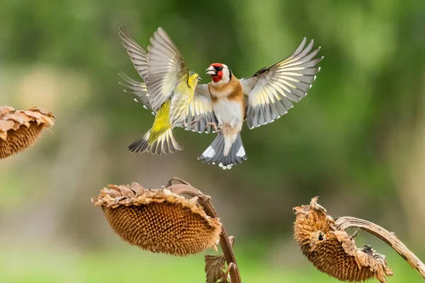 Saka kuşu bir ayçiçeğinde savaşıyor (Spinus spinus)