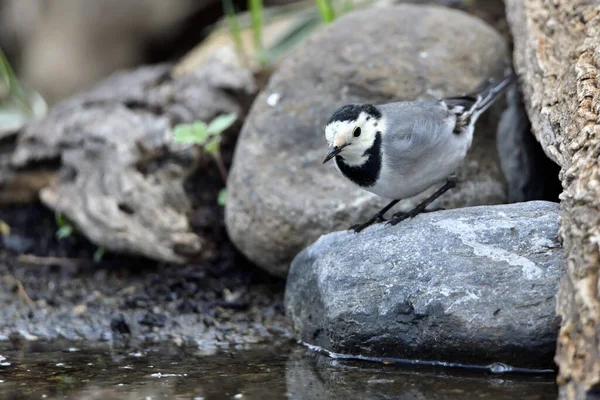 Orman zemininde beyaz kuyruk (Motacilla alba)