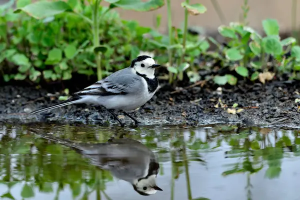 Gölette içen beyaz kuyruklu (Motacilla alba)