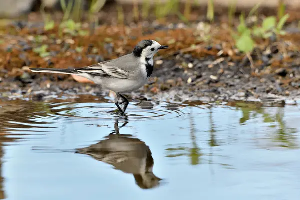 Gölette içen beyaz kuyruklu (Motacilla alba)