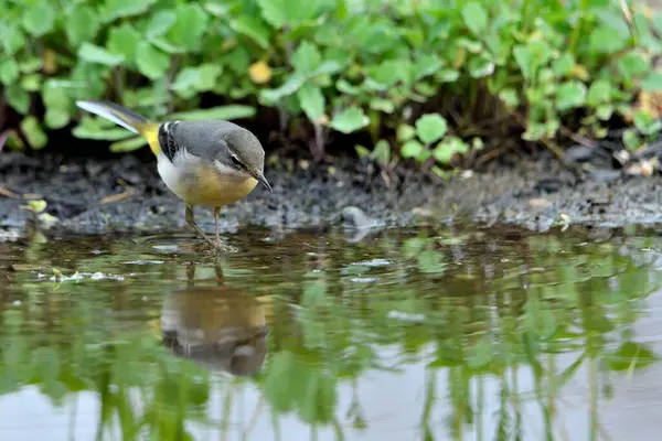 Sandpiper içme ve gölet yansıması (Motacilla cinerea)