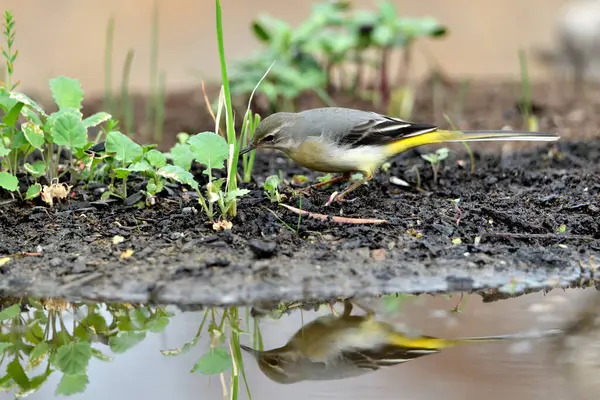 Sandpiper içme ve gölet yansıması (Motacilla cinerea)