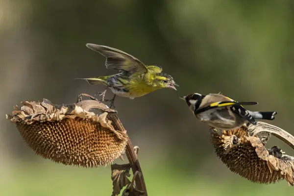 Saka kuşu, tohumları yiyen ve bir ayçiçeğinin üzerinde savaşan ispinoz (Spinus spinus)